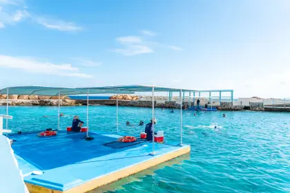 /book-tours/Dolphin-en-Sea-Aquarium/Dolphin-Academy-8.webp